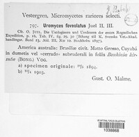 Uromyces foveolatus image